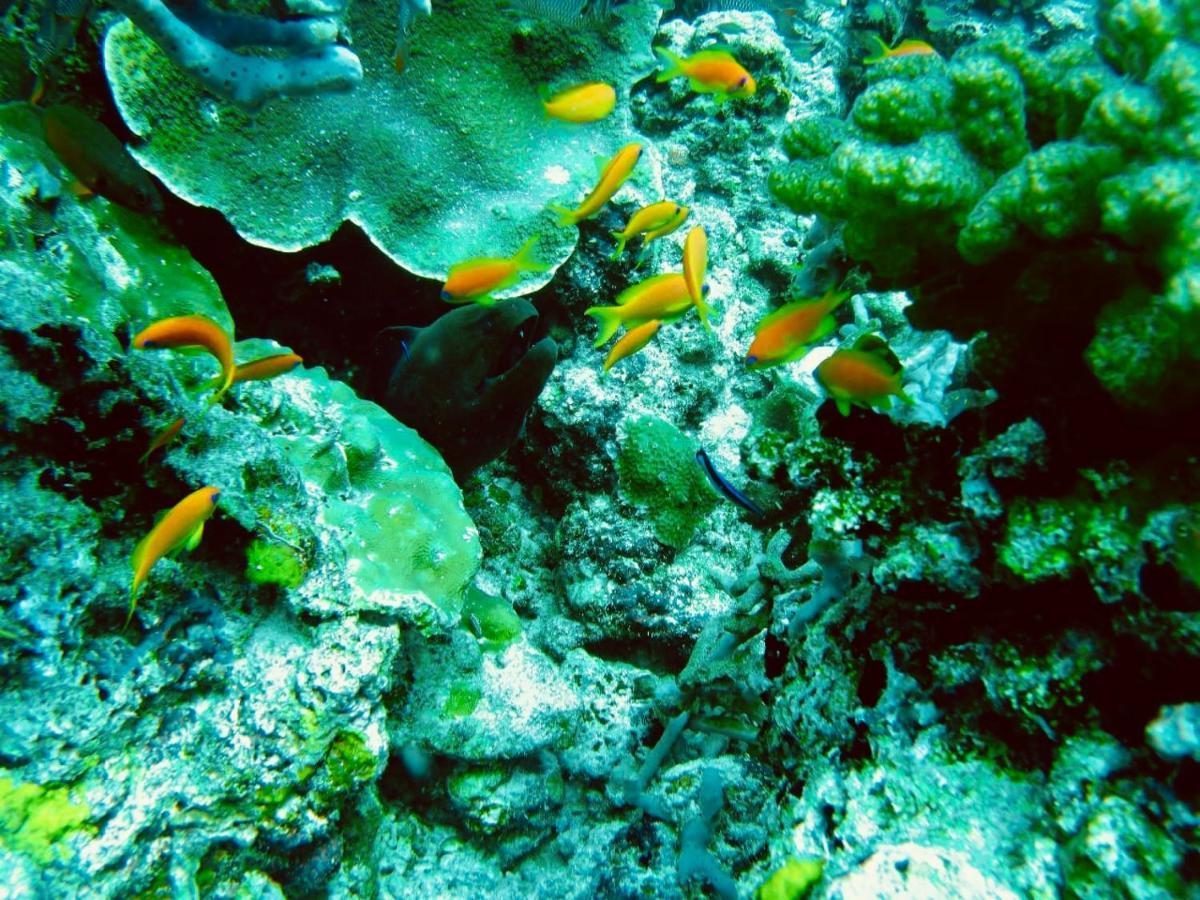 Royal Reef Stay Mathiveri Kültér fotó